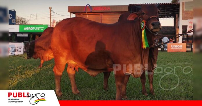2258 Camparino, gran campeona raza Sindi/ Foto: Publiagro