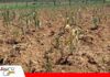 Chuquisaca se declara en emergencia por la sequía que golpea a 19 municipios Sequía amenaza al agro de Chuquisaca/ Foto: Gobernación de Chuquisaca
