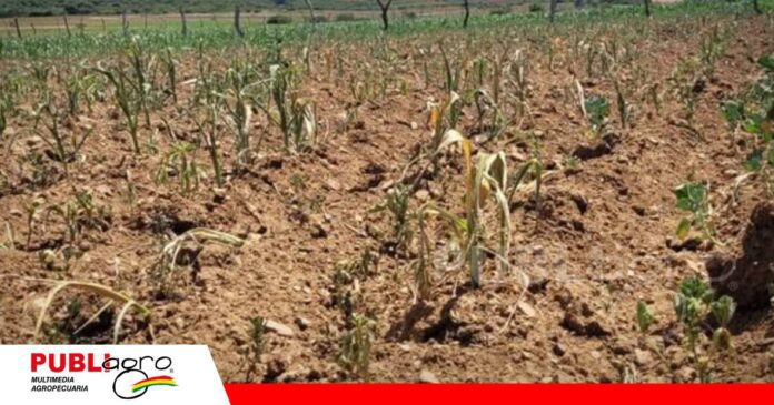 Sequía amenaza al agro de Chuquisaca/ Foto: Gobernación de Chuquisaca