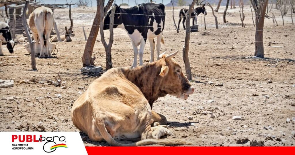 El ganado flaco ante la falta de comida/ Foto: Internet