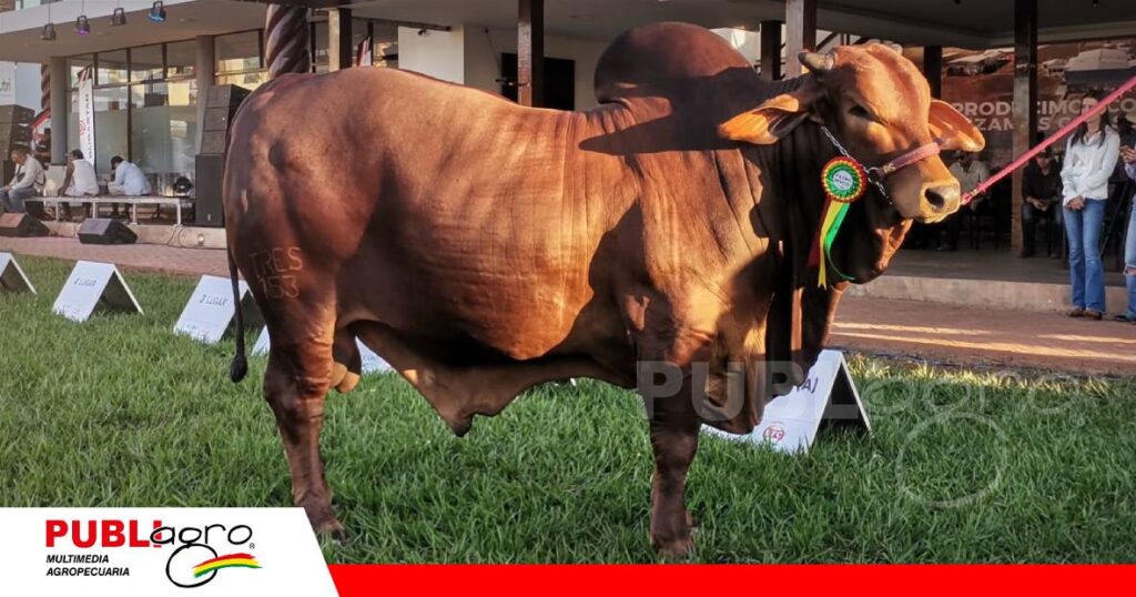Big Boss FIV de El Trébol, gran campeón de la raza Sindi/ Foto: Publiagro