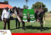 Las Maras abre las puertas de su genética superior en el quinto Remate Girolando Nacional Historia es campeona mejor hembra y gran campeona en Agropecruz 2026/ Foto: Publiagro