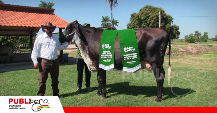 Historia es campeona mejor hembra y gran campeona en Agropecruz 2026/ Foto: Publiagro