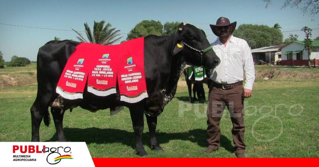 Esmeralda fue campeona vaca joven, campeona girolando y ganadora del concurso lechero de Exponorte 2026/ Foto: Publiagro