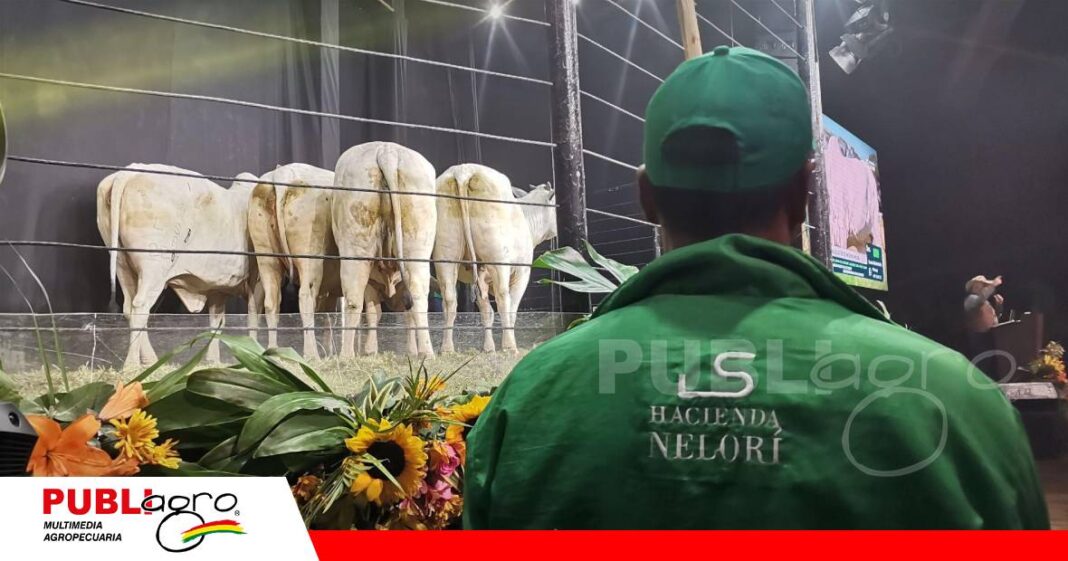 FOTO NOTAS WEB - 2026-07-06T155225.588 Hacienda Nelorí comercializa con éxito sus 40 Vaquillas Top/ Foto: Publiagro