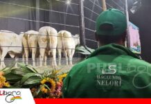 Genética de excelencia marcó el segundo remate Vaquillas Top de Hacienda Nelorí Hacienda Nelorí comercializa con éxito sus 40 Vaquillas Top/ Foto: Publiagro