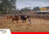 Entre Rumbos abrió sus puertas para compartir tecnología y conocimiento ganadero Capacitación en campo fortalece la producción lechera en Cuevo/ Foto: Publiagro