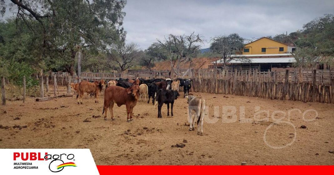 Capacitación en campo fortalece la producción lechera en Cuevo/ Foto: Publiagro