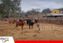 Entre Rumbos abrió sus puertas para compartir tecnología y conocimiento ganadero Capacitación en campo fortalece la producción lechera en Cuevo/ Foto: Publiagro