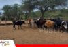 Grados de sangre y biotecnología fortalecen el desarrollo del Girolando en el Chaco cruceño Importancia de equilibrar genética, sanidad, nutrición y manejo/ Foto: Publiagro