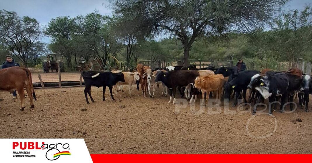 FOTO NOTAS WEB - 2026-07-06T155919.888 Importancia de equilibrar genética, sanidad, nutrición y manejo/ Foto: Publiagro