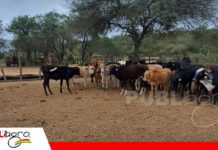Grados de sangre y biotecnología fortalecen el desarrollo del Girolando en el Chaco cruceño Importancia de equilibrar genética, sanidad, nutrición y manejo/ Foto: Publiagro