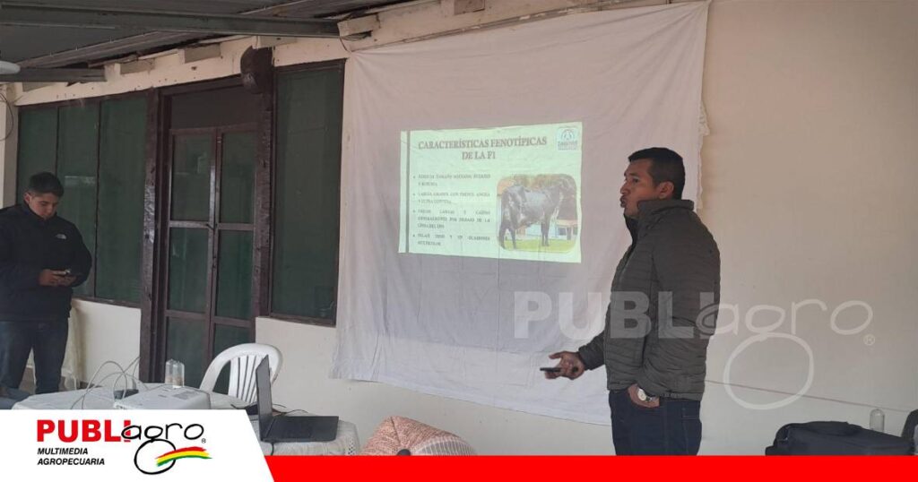 FOTO NOTAS WEB - 2026-07-06T155944.789 Mejoramiento genético del Girolando con enfoque integral/ Foto: Publiagro