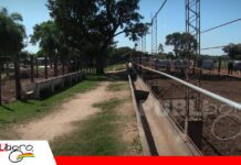 Más que encerrar ganado: se debe diseñar un sistema eficiente La infraestructura transforma kilos en rentabilidad/Foto: Publiagro