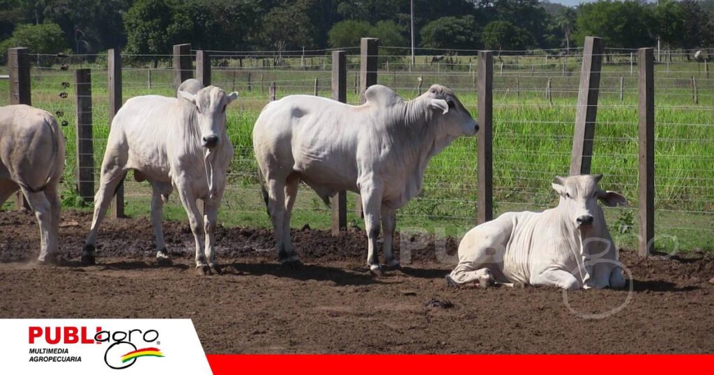 FOTO NOTAS WEB - 2026-07-06T201541.809 Si el corral no drena, no hay confinamiento eficiente/ Foto: Publiagro