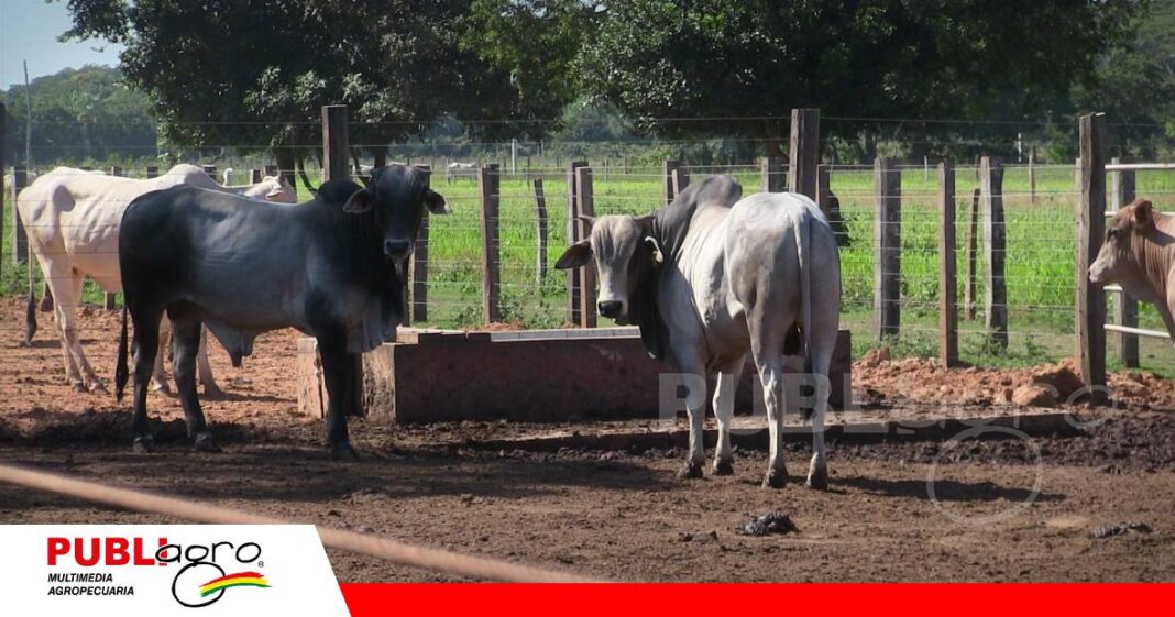 FOTO NOTAS WEB - 2026-07-07T121434.251 Alimentación y estrategia para rentabilidad del ganado en confinamiento/ Foto: Publiagro