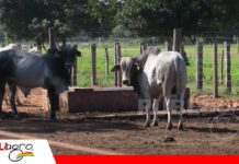 Más kilos en menos tiempo: el desafío del confinamiento bovino Alimentación y estrategia para rentabilidad del ganado en confinamiento/ Foto: Publiagro