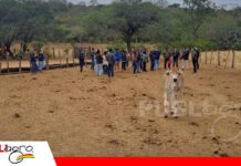 Planificar la alimentación del ganado es la mejor defensa frente a la sequía Suplementación mineral mejora la resistencia del ganado/ Foto: Publiagro