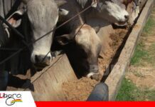Acidosis y timpanismo: los riesgos de una mala adaptación del ganado al confinamiento Una mala adaptación al confinamiento puede provocar acidosis y timpanismo/Foto: Publiagro
