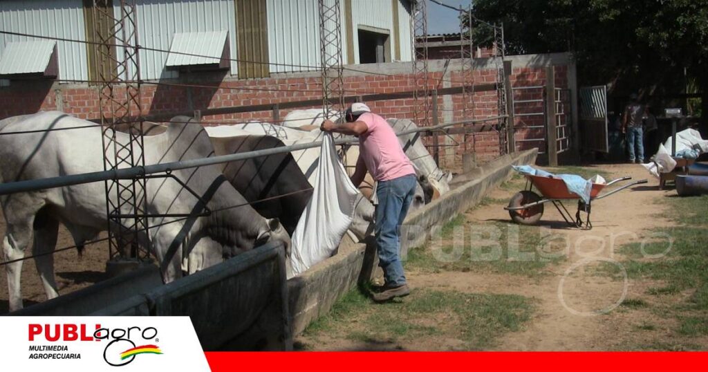 Ambos trastornos son consecuencia de fallas en el manejo nutricional/ Foto: Publiagro