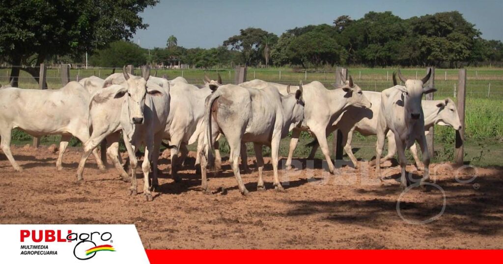 Una transición inadecuada de dietas puede provocar acidosis y timpanismo/ Foto: Publiagro