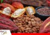 Exportaciones de cacao boliviano crecieron 379% en valor durante 2025 Bolivia exportó 11 millones de dólares en cacao/ Foto:Internet