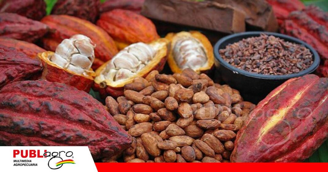 Bolivia exportó 11 millones de dólares en cacao/ Foto:Internet