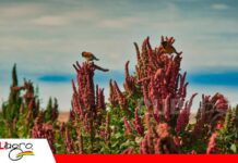 Productores promueven el consumo de quinua para fortalecer el mercado interno El grano que alimenta al mundo pide un espacio en la mesa de Bolivia/ Foto: Internet