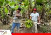 Bolivia realizará el cuarto Censo Agropecuario de su historia entre septiembre y noviembre de este año Censo Agropecuario en Bolivia/ Foto: Internet