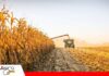 Sector maicero alerta que la escasez de combustible amenaza la campaña agrícola Productores de maíz buscan diésel para salvar la cosecha/ Foto: Internet