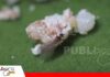 Cochinillas: una plaga de importancia económica que exige vigilancia permanente en los cultivos Cochinillas amenazan más de 300 especies de cultivos agrícolas/ Foto: Internet