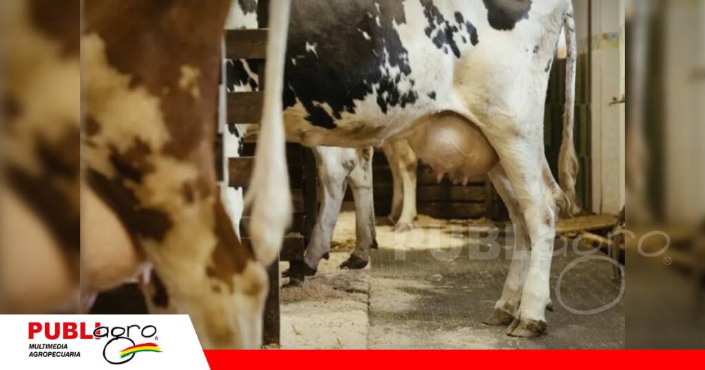 FOTO NOTAS WEB - 2026-07-08T121528.829 Quistes ováricos, una amenaza silenciosa/ Foto: Publiagro