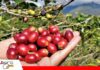Café, miel y ciruelos marcan la nueva apuesta productiva de los Valles Cruceños Foto: Internet