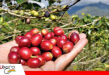 Café, miel y ciruelos marcan la nueva apuesta productiva de los Valles Cruceños Foto: Internet