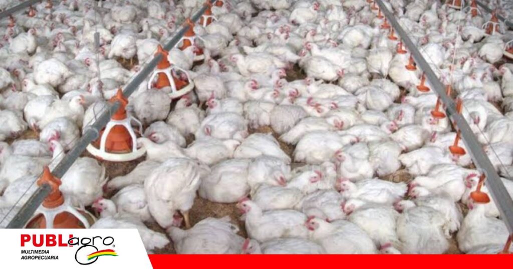 "Pollitos bebé" se quedaron y hay sobrepoblación en las granjas/ Foto: Internet
