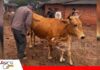 Ganaderos de San Isidro recuperan animales robados y piden investigar a los responsables Los animales ya fueron recuperados pero los productores sentaron la denuncia/ Foto: Publiagro