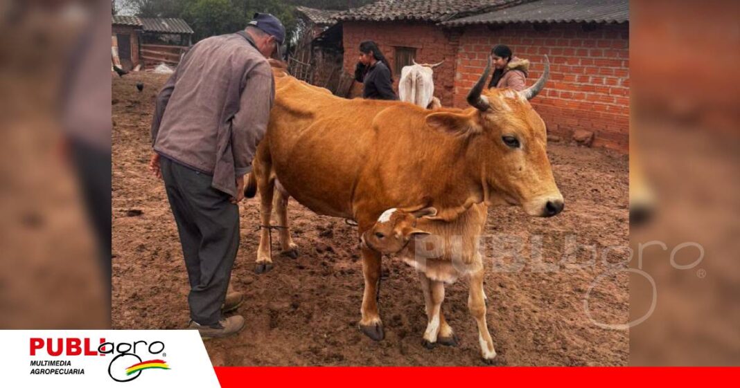 Los animales ya fueron recuperados pero los productores sentaron la denuncia/ Foto: Publiagro