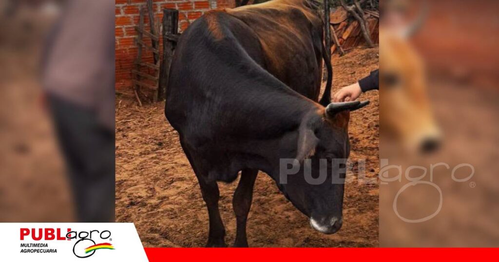 Foto: Máximo Terrazas Bustos