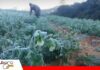 Fuerte helada afecta cultivos y pasturas en la comunidad Santa Rosita de Vallegrande Intensa helada sorprendió a productores/ Foto: Internet