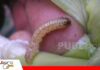 La plaga que destruye los cultivos desde el interior del tallo Barrenadores del tallo desafían la sanidad de los cultivos/ Foto: Internet