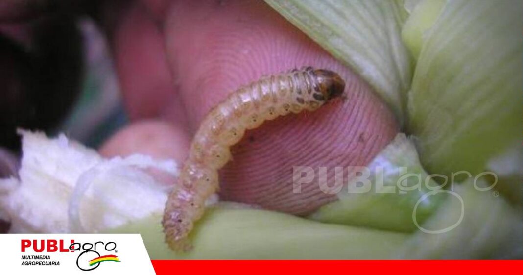 Barrenadores del tallo desafían la sanidad de los cultivos/ Foto: Internet
