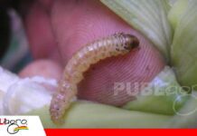 La plaga que destruye los cultivos desde el interior del tallo Barrenadores del tallo desafían la sanidad de los cultivos/ Foto: Internet