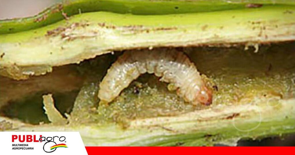 Amenazan caña, sorgo, arroz, maíz/ Foto: Internet