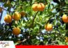 Naranjas criollas de Quirusillas conservan su calidad en árboles de más de cinco décadas Naranja criolla, destacadas por su dulzura y jugosidad/ Foto: Internet