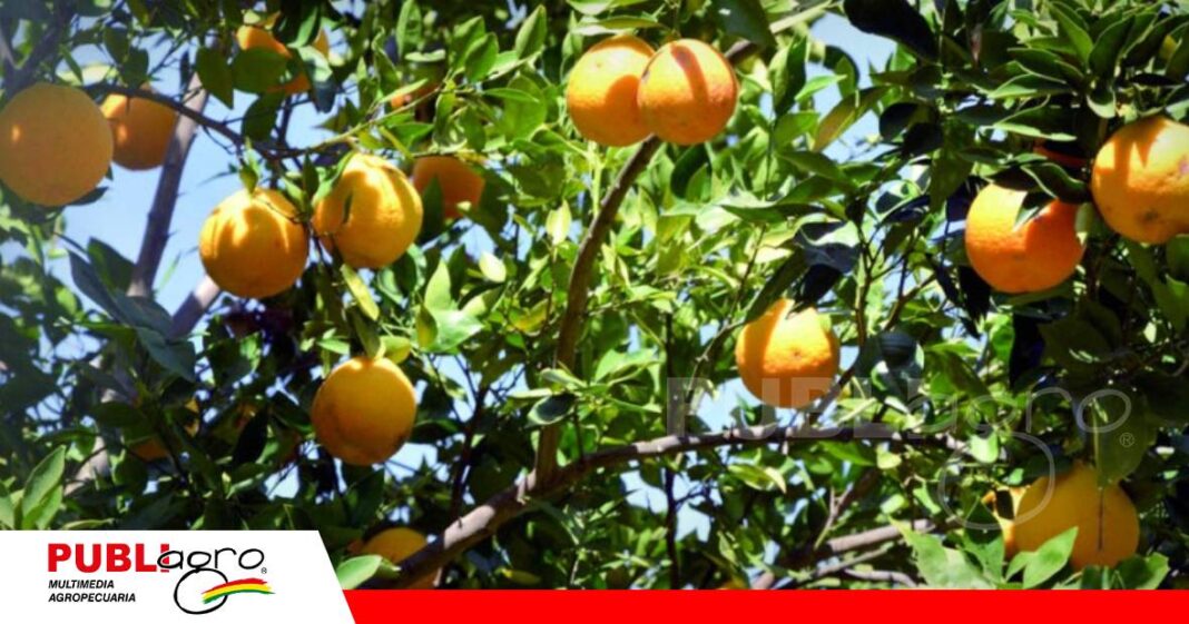 FOTO NOTAS WEB - 2026-07-10T070947.462 Naranja criolla, destacadas por su dulzura y jugosidad/ Foto: Internet