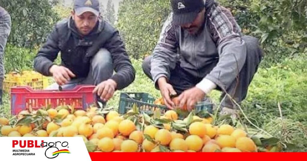 FOTO NOTAS WEB - 2026-07-10T071011.906 Quirusilla es uno de los municipios productores de naranja criolla/ Foto: Internet