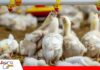 Avicultores ajustan producción y precio del pollo ante una crisis que supera los Bs 520 millones La avicultura entra en emergencia/ Foto: Internet
