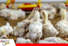 Avicultores ajustan producción y precio del pollo ante una crisis que supera los Bs 520 millones La avicultura entra en emergencia/ Foto: Internet