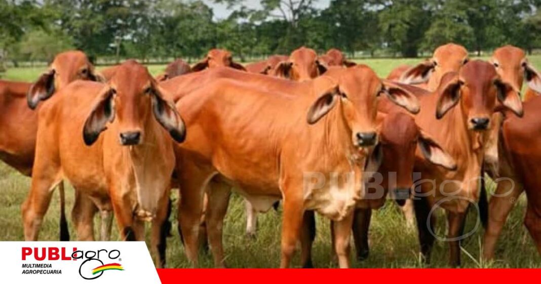 Más carne con menos costos/ Foto: Internet
