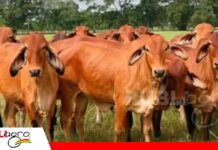 “La genética que genera dinero”: la selección de precisión transforma la ganadería de corte Más carne con menos costos/ Foto: Internet